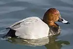 Tafelente