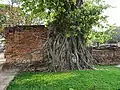 Pho-Baum mit eingewachsenem Buddha-Kopf im Wat Mahathat Ayutthaya, Thailand