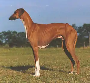 Azawakh
