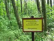 Auwald mit Schwarzerlen(Alnus glutinosa)