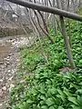 Bärlauchvorkommen an der Steinlach in Mössingen