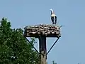 Storchennest