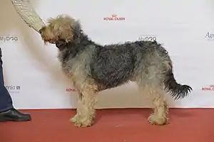 Stichelhaariger Bosnischer Laufhund – Barak