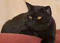 1 Jahr alter schwarzer BKH-Kater