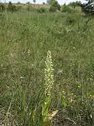 Bocksriemenzunge