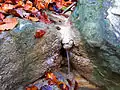 Bachtobelgraben bei wenig Wasser im November