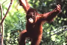 Nationalpark Betung Kerihun