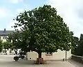 Edelkastanie(Castanea sativa)