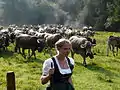 Viehscheid im Hintersteiner Tal