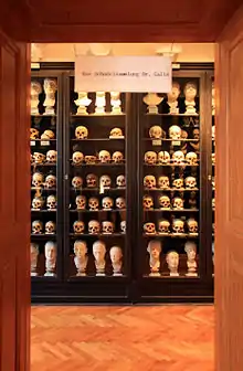 Schädelsammlung im Rollettmuseum in Baden bei Wien