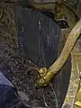 Schlange als Wasserhahn