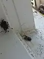 Frisch geschlüpfte Jungtiere noch im Bereich des einstigen Eikokons, rechts unten das Muttertier.