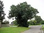 Die Baginton Oak.