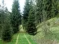 Ungenutzter Bahnkörper bei Hermsdorf-Rehefeld (2014)
