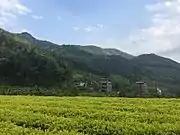 Bai-Jiguan-Teefelder im Wuyi Shan, 2017