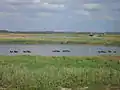 Tümpel mit Enten im Sumpfland