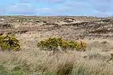 Typischer Ausblick auf die mit Steinen und Büschen durchsetzte Moorlandschaft, von der Regionalstraße R336 her aufgenommen