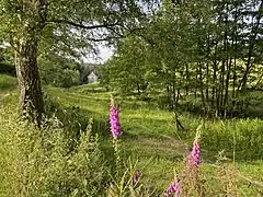Baisieper Bachtal