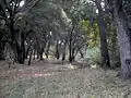 Wald in Baja California