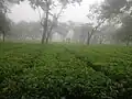 Teeplantage bei Bhadrapur