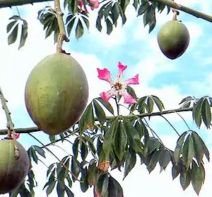 Laubblätter, Früchte und Blüte