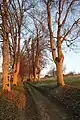 Westallee mit Linden und Ahorn führt zur Grandfey-Brücke