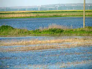 Überflutung in der Balta Ialomiţei