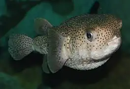 Kugelfisch