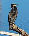 Kormoran