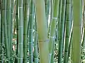 Phyllostachis spec.