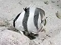 Gestreifter Falterfisch(C. striatus)