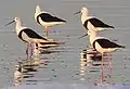 Cladorhynchus leucocephalus