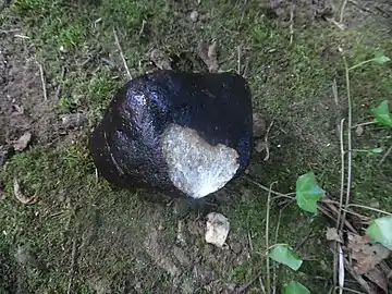 Weiterer Quarzkiesel vom Bandiat mit dunkelbrauner Patina.