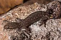 Hemiphyllodactylus jnana