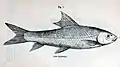 Bangana diplostoma (Heckel, 1838) illustriert von Reginald Beavan