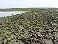 Muschelbank mit Miesmuscheln, Pazifischen Austern und Herzmuscheln