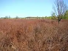 Bannetzer Moor