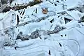 Gefrorene Pfützen mit teils eisblumenartigen Bildungen