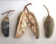Baobab