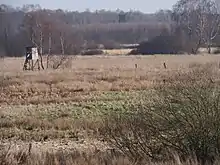 Das Postmoor östlich von Bargfeld (im NSG Lutter)