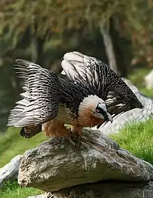 Bartgeier im Alpenzoo Innsbruck