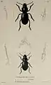 Trirammatus chaudoiri (Figur 3)
