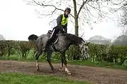 Widersetzlichkeit bei einer Breitensportveranstaltung: Das Pferd weigert sich, weiter zu gehen, es scheut vor etwas auf dem Boden zurück.