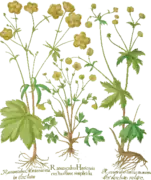 Hahnenfußgewächse (Ranunculaceae), Hortus Eystettensis, 1613
