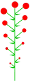 Geschlossener Blütenstand mit basipetaler Effloration