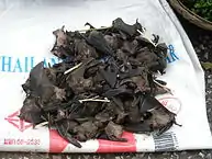 Fledertiere für den menschlichen Verzehr in Laos