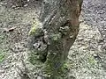 Prunus mit von Pilzkrankheiten befallener Rinde und Eintrittspforten für Erreger der Kernfäule.