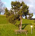 Naturdenkmal baumförmiger Wacholder in Ammenegg.