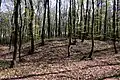 Hügelgrab am Krippelberg aus dem 7. Jahrhundert vor Christi Geburt