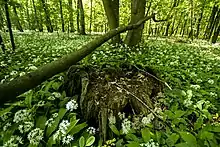 Naturschutzgebiet Elmußunmittelbar am Rand der Hauptorts,aber auf Grafenrheinfelder Gebiet